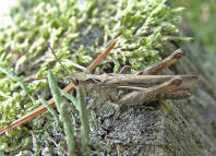 Chorthippus biguttulus / Nachtigall-Grashpfer / Feldheuschrecken - Acrididae / Unterfamilie: Grashpfer - Gomphocerinae / Kurzfhlerschrecken - Caelifera