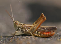 Chorthippus biguttulus / Nachtigall-Grashpfer / Feldheuschrecken - Acrididae / Unterfamilie: Grashpfer - Gomphocerinae / Kurzfhlerschrecken - Caelifera