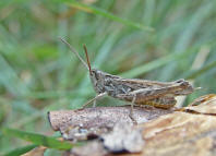 Chorthippus biguttulus / Nachtigall-Grashpfer / Feldheuschrecken - Acrididae / Unterfamilie: Grashpfer - Gomphocerinae / Kurzfhlerschrecken - Caelifera