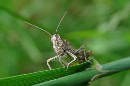 Chorthippus mollis / Verkannter Grashpfer / Feldheuschrecken - Acrididae / Unterfamilie: Grashpfer - Gomphocerinae / Kurzfhlerschrecken - Caelifera