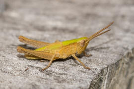 Chorthippus parallelus / Gemeiner Grashpfer / Feldheuschrecken - Acrididae / Unterfamilie: Grashpfer - Gomphocerinae / Kurzfhlerschrecken - Caelifera