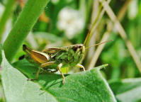 Chorthippus parallelus / Gemeiner Grashpfer / Feldheuschrecken - Acrididae / Unterfamilie: Grashpfer - Gomphocerinae / Kurzfhlerschrecken - Caelifera