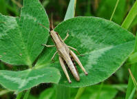 Chorthippus parallelus / Gemeiner Grashpfer / Feldheuschrecken - Acrididae / Unterfamilie: Grashpfer - Gomphocerinae / Kurzfhlerschrecken - Caelifera