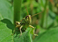 Chorthippus parallelus / Gemeiner Grashpfer / Feldheuschrecken - Acrididae / Unterfamilie: Grashpfer - Gomphocerinae / Kurzfhlerschrecken - Caelifera