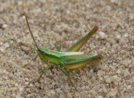 Euthystira brachyptera / Kleine Goldschrecke / Ordnung: Kurzfhlerschrecken - Caelifera / Familie Feldheuschrecken - Acrididae / Unterfamilie: Grashpfer - Gomphocerinae