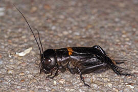 Gryllus campestris / Feldgrille / Grillen - Gryllidae 