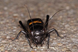 Gryllus campestris / Feldgrille / Grillen - Gryllidae 