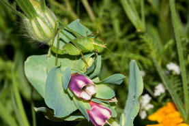 Leptophyes punctatissima / Gewhnliche Zartschrecke (Weibchen) / Familie Laubheuschrecken - Tettigoniidae / Ordnung: Langfhlerschrecken - Ensifera