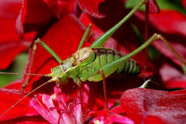 Leptophyes punctatissima / Gewhnliche Zartschrecke (Mnnchen) / Familie Laubheuschrecken - Tettigoniidae / Ordnung: Langfhlerschrecken - Ensifera