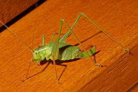 Leptophyes punctatissima / Gewhnliche Zartschrecke (Weibchen) / Familie Laubheuschrecken - Tettigoniidae / Ordnung: Langfhlerschrecken - Ensifera