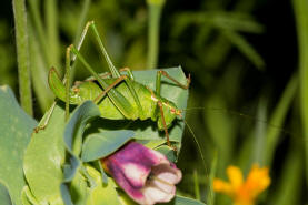 Leptophyes punctatissima / Gewhnliche Zartschrecke (Weibchen) / Familie Laubheuschrecken - Tettigoniidae / Ordnung: Langfhlerschrecken - Ensifera