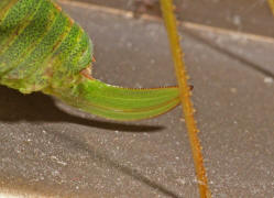 Leptophyes punctatissima / Gewhnliche Zartschrecke (Weibchen) / Familie Laubheuschrecken - Tettigoniidae / Ordnung: Langfhlerschrecken - Ensifera