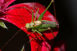 Leptophyes punctatissima / Gewhnliche Zartschrecke (Mnnchen) / Familie Laubheuschrecken - Tettigoniidae / Ordnung: Langfhlerschrecken - Ensifera