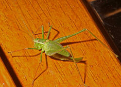 Leptophyes punctatissima / Gewhnliche Zartschrecke (Weibchen) / Familie Laubheuschrecken - Tettigoniidae / Ordnung: Langfhlerschrecken - Ensifera