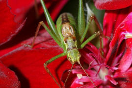 Leptophyes punctatissima / Gewhnliche Zartschrecke (Mnnchen) / Familie Laubheuschrecken - Tettigoniidae / Ordnung: Langfhlerschrecken - Ensifera