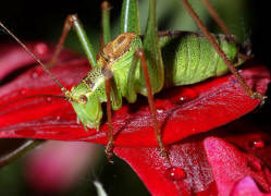 Leptophyes punctatissima / Gewhnliche Zartschrecke (Mnnchen) / Familie Laubheuschrecken - Tettigoniidae / Ordnung: Langfhlerschrecken - Ensifera