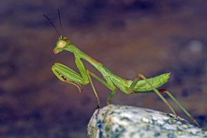 Sphodromantis viridis / Afrikanische Riesengottesanbeterin / Gottesanbeterinnen - Mantidae / Ordnung: Fangschrecken - Mantodea