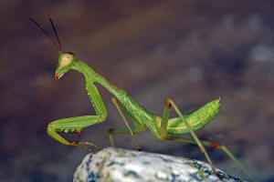 Sphodromantis viridis / Afrikanische Riesengottesanbeterin / Gottesanbeterinnen - Mantidae / Ordnung: Fangschrecken - Mantodea