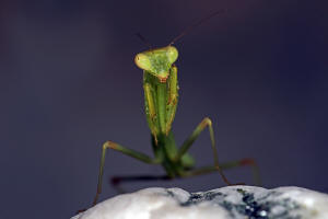 Sphodromantis viridis / Afrikanische Riesengottesanbeterin / Gottesanbeterinnen - Mantidae / Ordnung: Fangschrecken - Mantodea