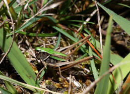 Metrioptera brachyptera / Kurzflgelige Beischrecke / Laubheuschrecken - Tettigoniidae / Unterfamilie: Beischrecken - Decticinae / Ordnung: Langfhlerschrecken - Ensifera