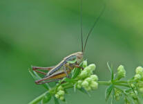 Nymphe von Metrioptera roeselii / Roesels Beischrecke / Laubheuschrecken - Tettigoniidae / Unterfamilie: Beischrecken - Decticinae / Ordnung: Langfhlerschrecken - Ensifera