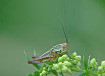 Nymphe von Metrioptera roeselii / Roesels Beischrecke / Laubheuschrecken - Tettigoniidae / Unterfamilie: Beischrecken - Decticinae / Ordnung: Langfhlerschrecken - Ensifera