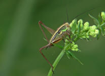 Nymphe von Metrioptera roeselii / Roesels Beischrecke / Laubheuschrecken - Tettigoniidae / Unterfamilie: Beischrecken - Decticinae / Ordnung: Langfhlerschrecken - Ensifera