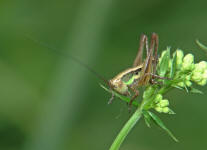 Nymphe von Metrioptera roeselii / Roesels Beischrecke / Laubheuschrecken - Tettigoniidae / Unterfamilie: Beischrecken - Decticinae / Ordnung: Langfhlerschrecken - Ensifera