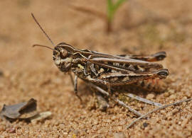 Myrmeleotettix maculatus / Gefleckte Keulenschrecke / Familie Acrididae - Feldheuschrecken / Unterfamilie: Gomphocerinae - Grashpfer / Ordnung: Caelifera - Kurzfhlerschrecken