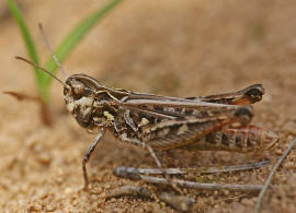 Myrmeleotettix maculatus / Gefleckte Keulenschrecke / Familie Acrididae - Feldheuschrecken / Unterfamilie: Gomphocerinae - Grashpfer / Ordnung: Caelifera - Kurzfhlerschrecken