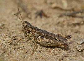 Myrmeleotettix maculatus / Gefleckte Keulenschrecke / Familie Acrididae - Feldheuschrecken / Unterfamilie: Gomphocerinae - Grashpfer / Ordnung: Caelifera - Kurzfhlerschrecken