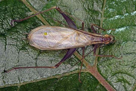 Oecanthus pellucens / Weinhhnchen / Bltengrille / Familie: Grillen - Gryllidae / Unterfamilie: Bltengrillen - Oecanthinae / Ordnung: Langfhlerschrecken - Ensifera