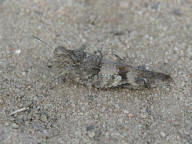 Oedipoda caerulescens / Blauflgelige dlandschrecke / Feldheuschrecken - Acrididae / Unterfamilie: dlandschrecken - Oedipodinae / Ordnung: Kurzfhlerschrecken - Caelifera