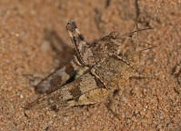 Oedipoda caerulescens / Blauflgelige dlandschrecke (Paarung) / Feldheuschrecken - Acrididae / Unterfamilie: dlandschrecken - Oedipodinae / Ordnung: Kurzfhlerschrecken - Caelifera