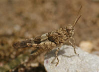 Oedipoda caerulescens / Blauflgelige dlandschrecke / Feldheuschrecken - Acrididae / Unterfamilie: dlandschrecken - Oedipodinae / Ordnung: Kurzfhlerschrecken - Caelifera