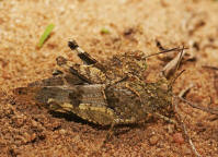 Oedipoda caerulescens / Blauflgelige dlandschrecke (Paarung) / Feldheuschrecken - Acrididae / Unterfamilie: dlandschrecken - Oedipodinae / Ordnung: Kurzfhlerschrecken - Caelifera