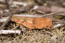 Oedipoda caerulescens / Blauflgelige dlandschrecke / Feldheuschrecken - Acrididae / Unterfamilie: dlandschrecken - Oedipodinae / Ordnung: Kurzfhlerschrecken - Caelifera