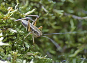 Pholidoptera griseoaptera / Gewhnliche Strauchschrecke / Familie: Laubheuschrecken - Tettigoniidae / Unterfamilie: Beischrecken - Decticinae / Ordnung: Langfhlerschrecken - Ensifera