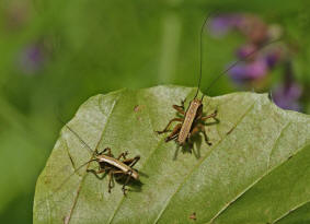 Pholidoptera griseoaptera / Gewhnliche Strauchschrecke (Letztes Larvenstadium) / Familie: Laubheuschrecken - Tettigoniidae / Unterfamilie: Beischrecken - Decticinae / Ordnung: Langfhlerschrecken - Ensifera