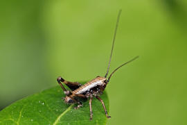 Pholidoptera griseoaptera / Gewhnliche Strauchschrecke (Nymphe) / Familie: Laubheuschrecken - Tettigoniidae / Unterfamilie: Beischrecken - Decticinae / Ordnung: Langfhlerschrecken - Ensifera