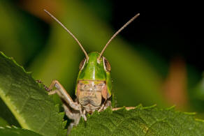 Stenobothrus lineatus / Heidegrashpfer / Familie: Acrididae - Feldheuschrecken / Unterfamilie: Gomphocerinae - Grashpfer / Ordnung: Caelifera - Kurzfhlerschrecken