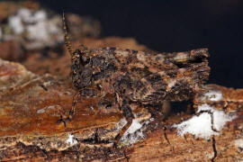 Tetrix undulata / Gemeine Dornschrecke / Dornschrecken - Tetrigidae / Unterordnung: Kurzfhlerschrecken - Caelifera 