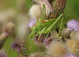 Tettigonia viridissima / Grnes Heupferd / Ordnung: Langfhlerschrecken - Ensifera / Familie Laubheuschrecken - Tettigoniidae