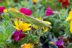 Tettigonia viridissima / Grnes Heupferd / Ordnung: Langfhlerschrecken - Ensifera / Familie Laubheuschrecken - Tettigoniidae