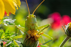 Tettigonia viridissima / Grnes Heupferd / Ordnung: Langfhlerschrecken - Ensifera / Familie Laubheuschrecken - Tettigoniidae