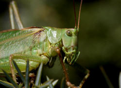 Tettigonia viridissima / Grnes Heupferd / Ordnung: Langfhlerschrecken - Ensifera / Familie Laubheuschrecken - Tettigoniidae