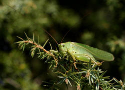 Tettigonia viridissima / Grnes Heupferd / Ordnung: Langfhlerschrecken - Ensifera / Familie Laubheuschrecken - Tettigoniidae