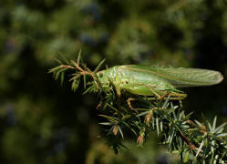 Tettigonia viridissima / Grnes Heupferd / Ordnung: Langfhlerschrecken - Ensifera / Familie Laubheuschrecken - Tettigoniidae