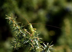 Tettigonia viridissima / Grnes Heupferd / Ordnung: Langfhlerschrecken - Ensifera / Familie Laubheuschrecken - Tettigoniidae