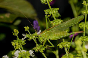 Tettigonia viridissima / Grnes Heupferd / Ordnung: Langfhlerschrecken - Ensifera / Familie Laubheuschrecken - Tettigoniidae